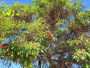 Dadap Merah (Erythrina crista-galli L.)