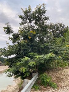Johar (Senna Siamea)