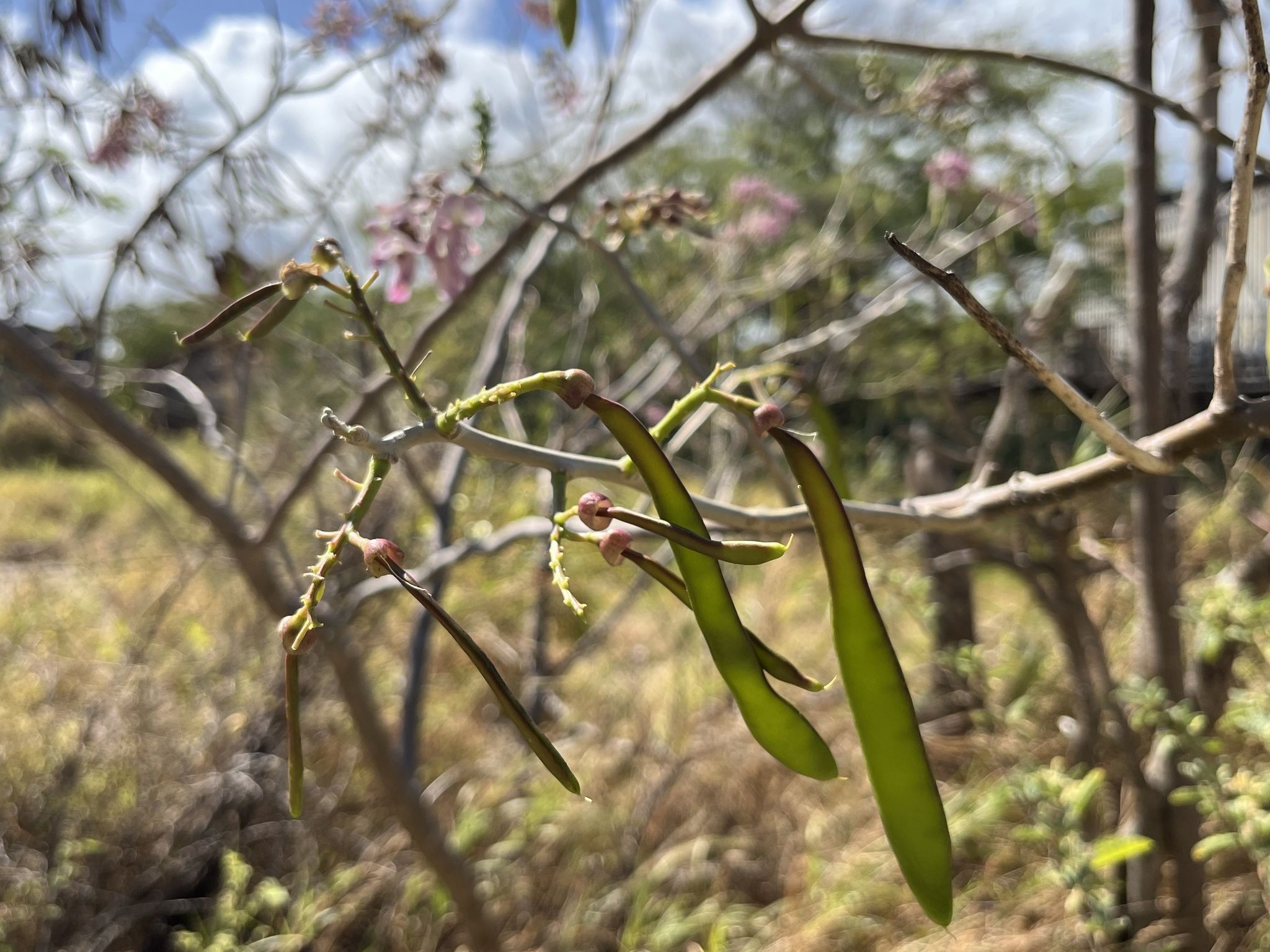 Gamal (Glyricidia sepium)