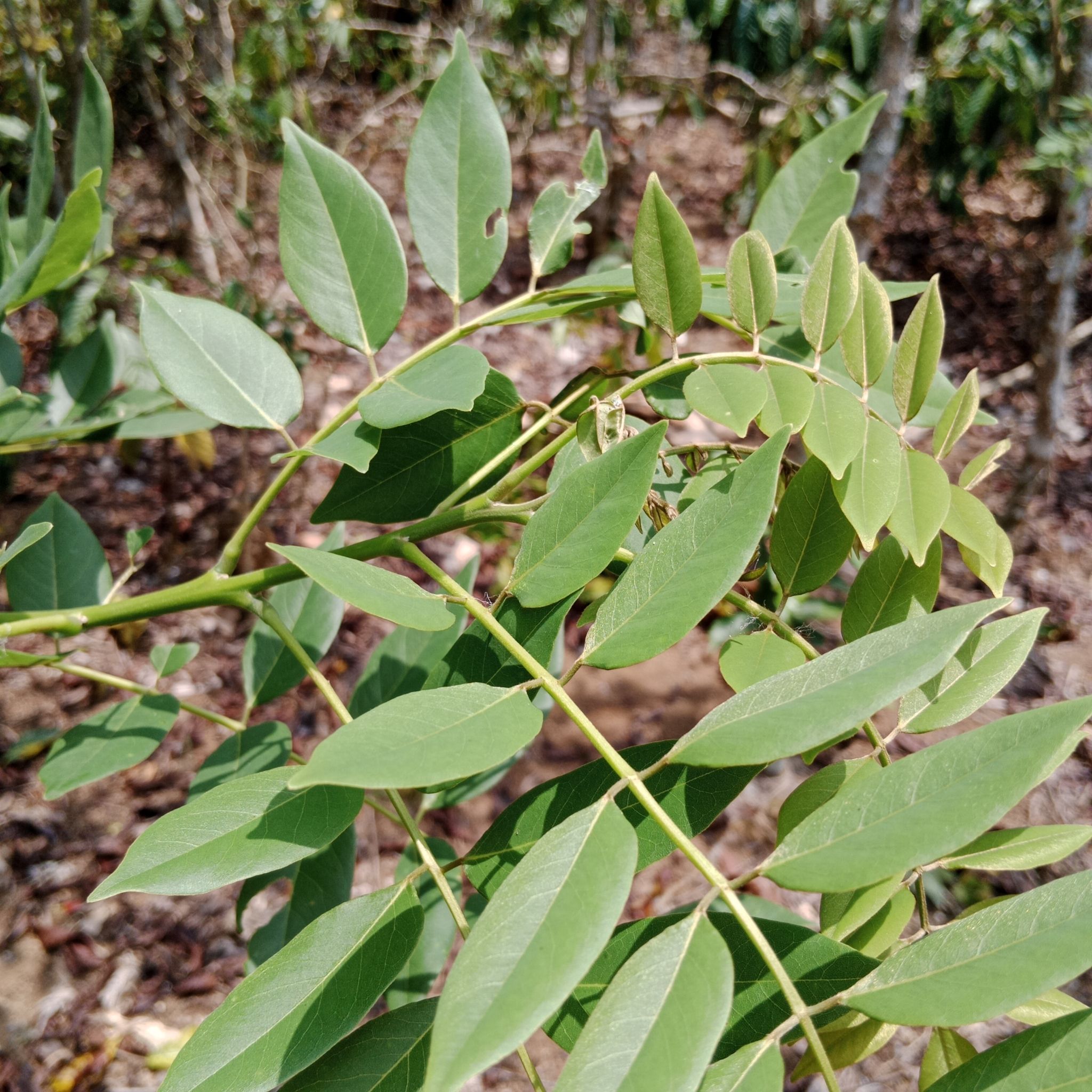 Gamal (Glyricidia sepium)
