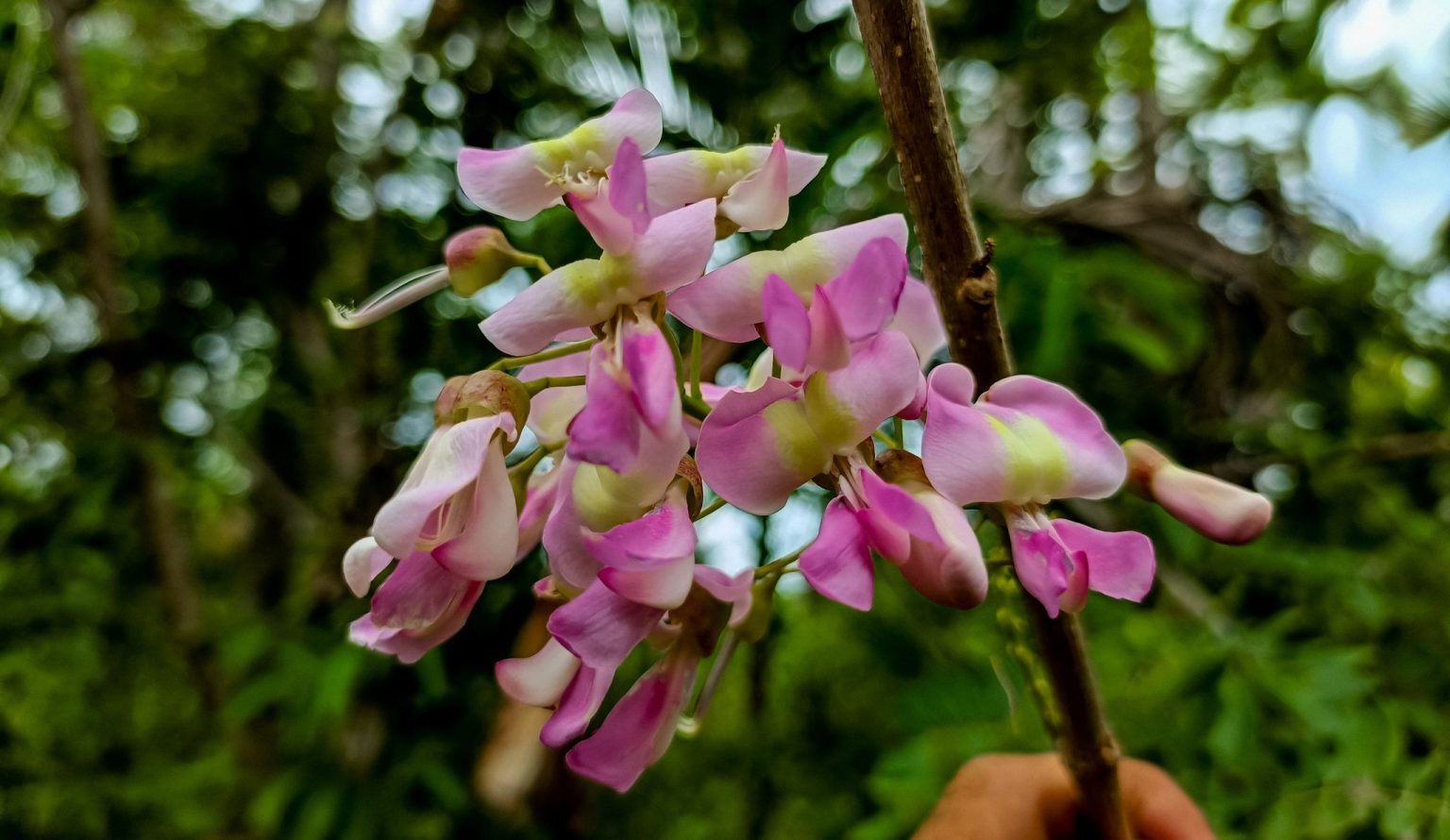 Gamal (Glyricidia sepium)