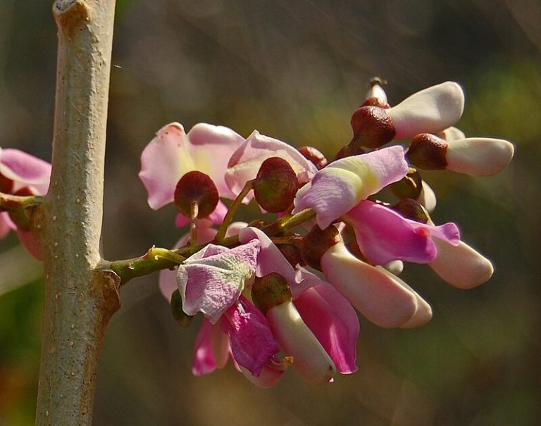 Gamal (Glyricidia sepium)