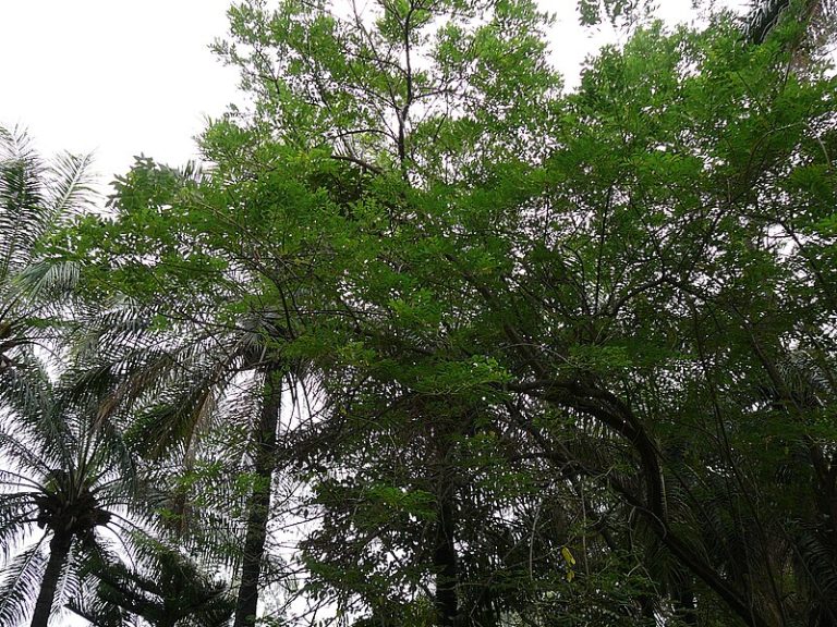 Gamal (Glyricidia sepium)