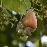 Jambu Mete (Annacardium occidentale L.)