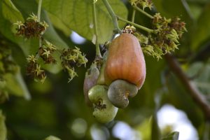 Jambu Mete (Annacardium occidentale L.)