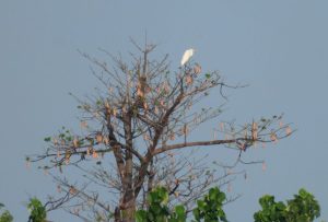 Kapuk Randu (Ceiba pentandra)