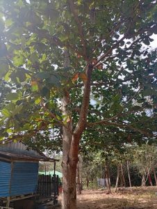 Ketapang (Terminalia catappa L.)