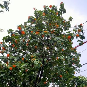 Kordia (Cordia sebestena L.)