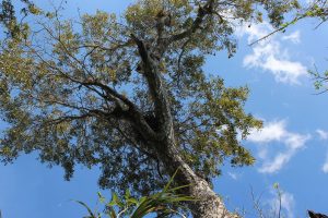 Mahoni (Swietenia mahagoni)