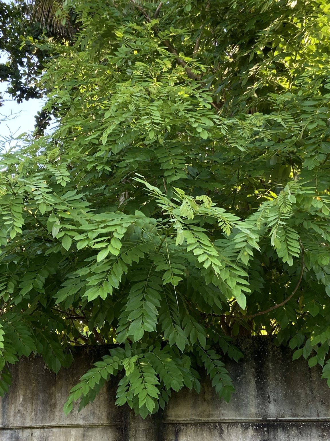 Gamal (Glyricidia sepium)
