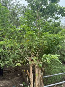Gamal (Glyricidia sepium)
