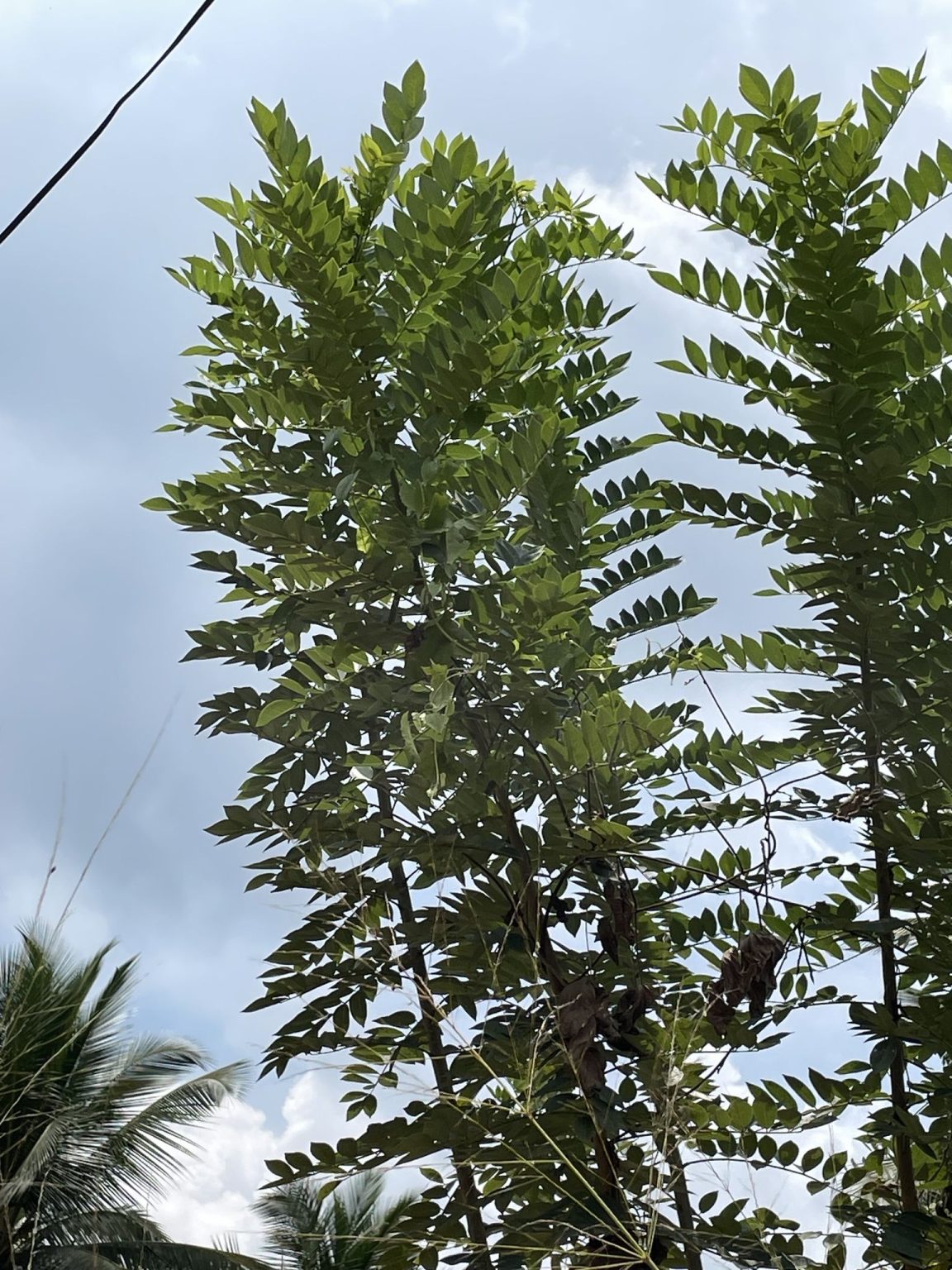 Gamal (Glyricidia sepium)