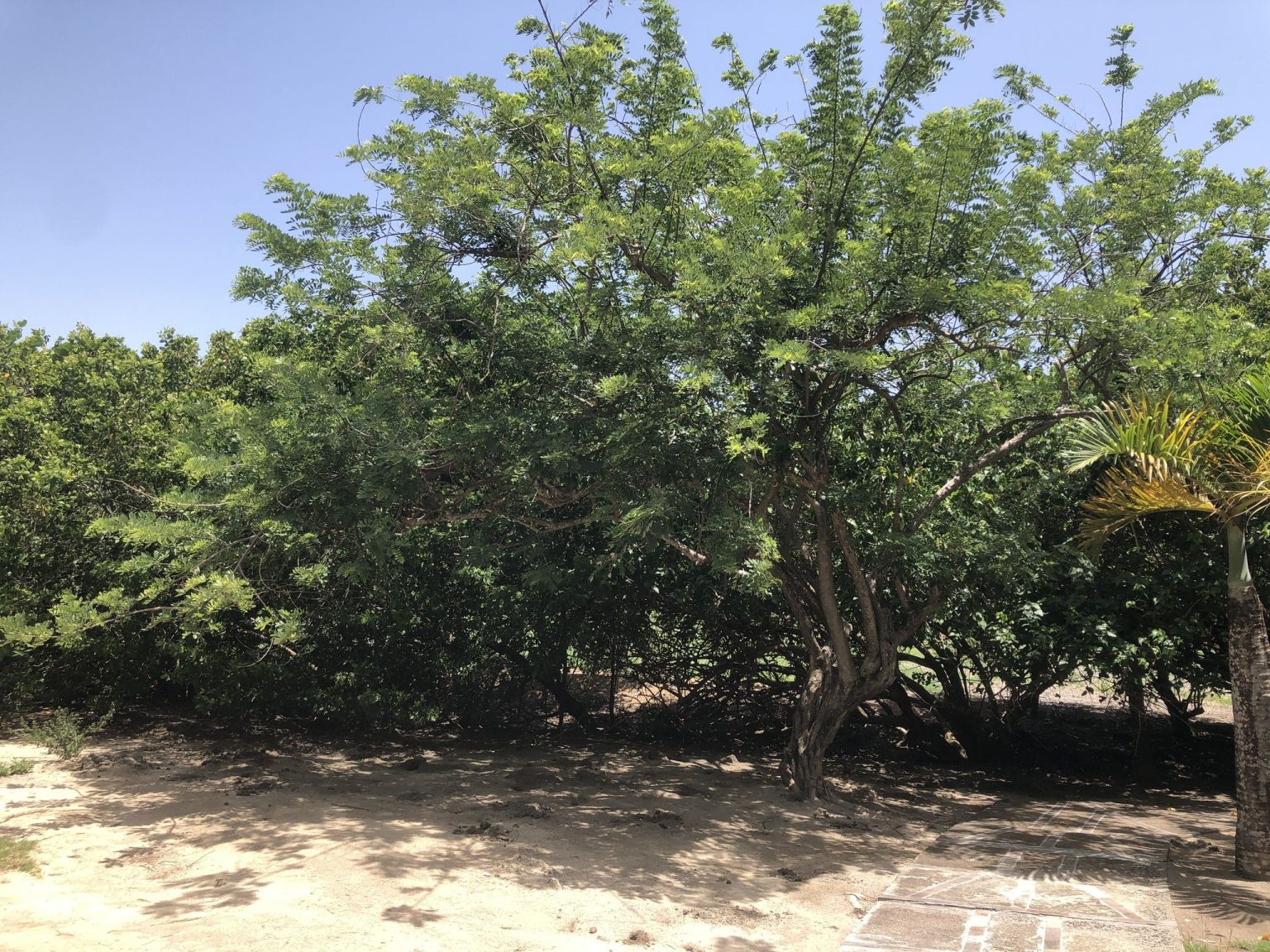 Gamal (Glyricidia sepium)