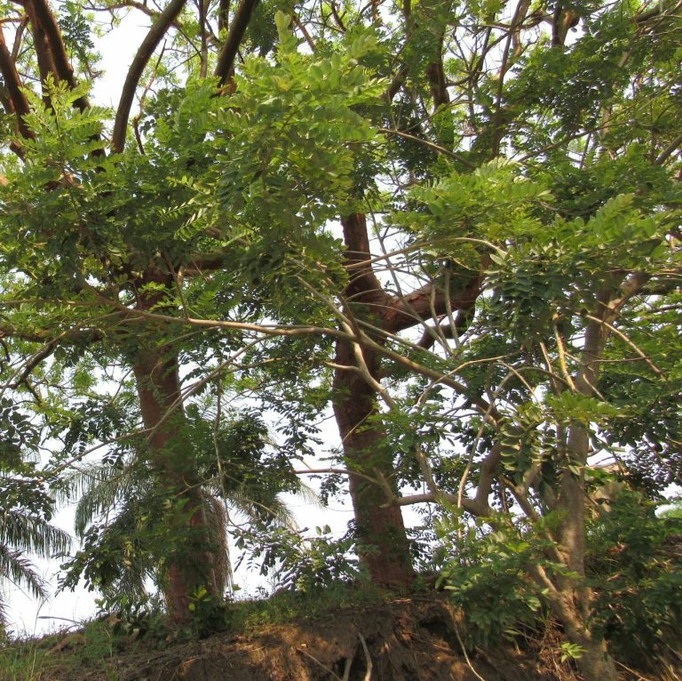 Gamal (Glyricidia sepium)