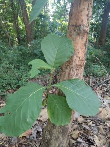 Jati (Tectona grandis L.f)