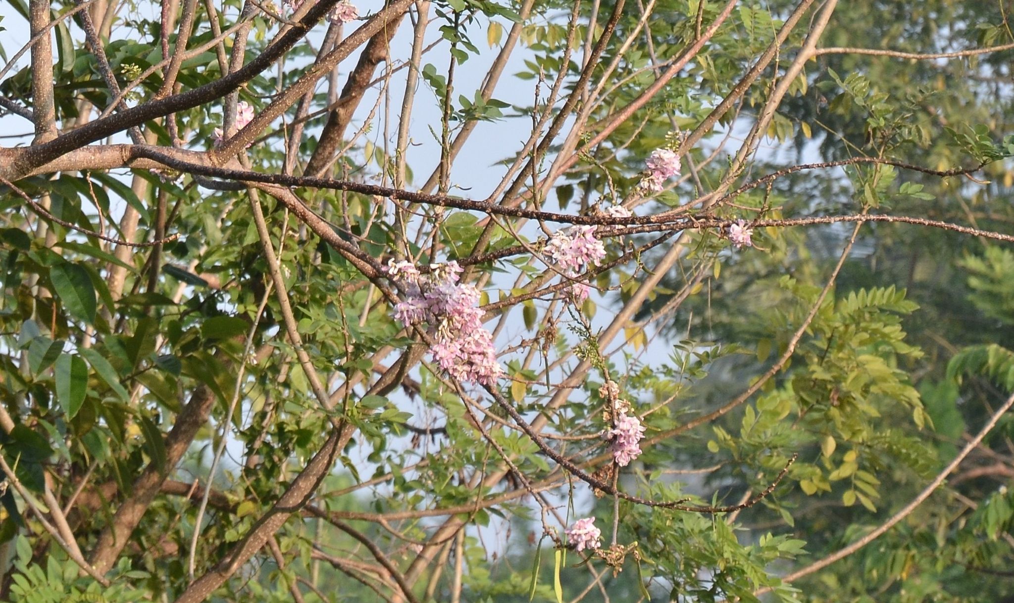 Gamal (Glyricidia sepium)