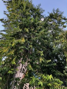 Kenanga (Cananga odorata)