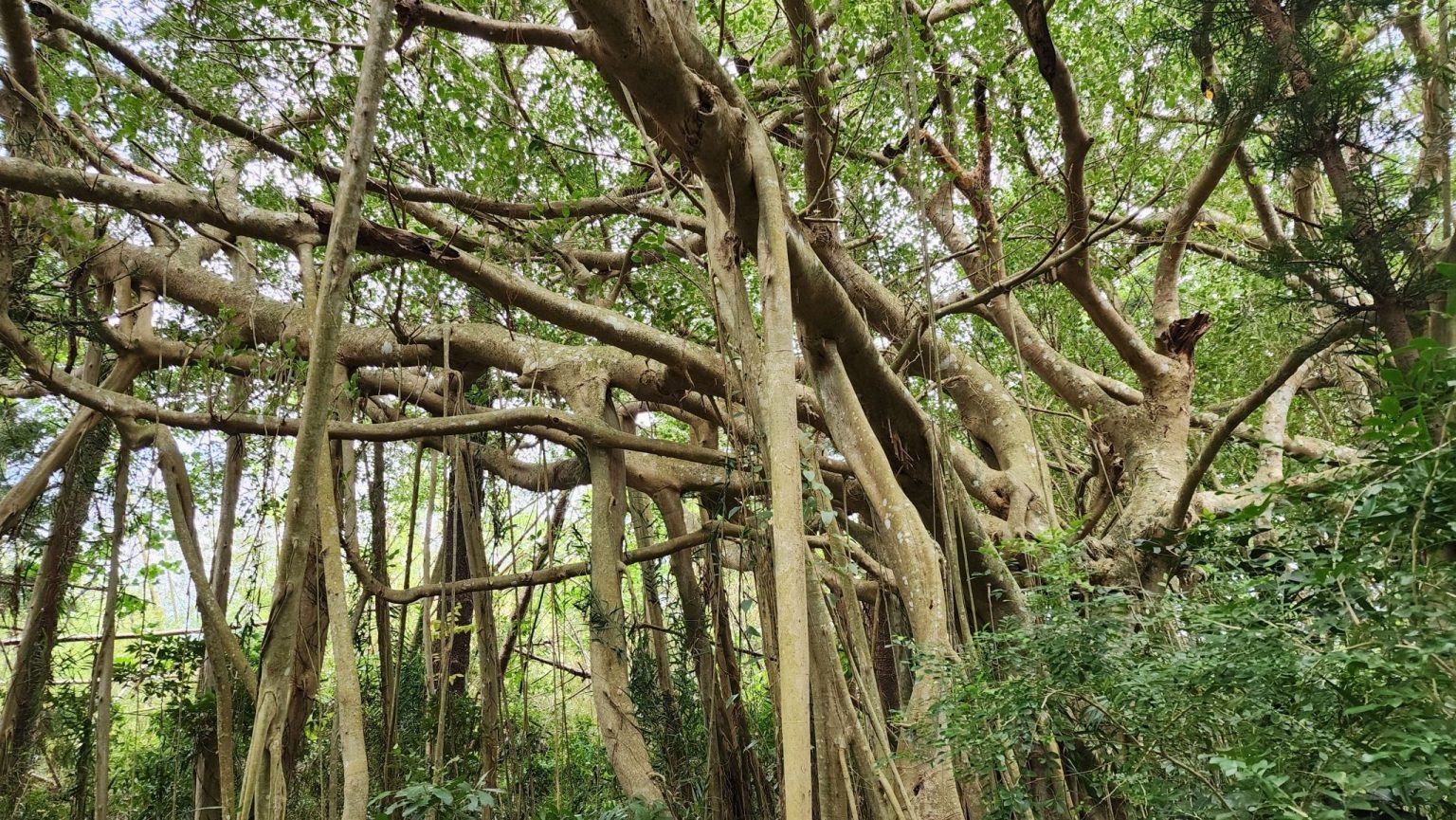 Ficus Benjamina (Beringin)