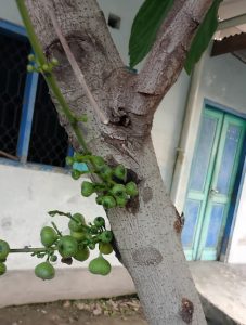 Ficus hispida (Bisoro, Luwingan)