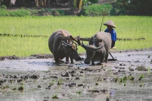PERTANIAN BERKELANJUTAN