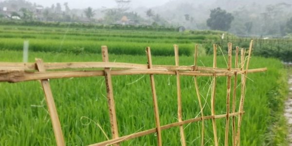 Budaya spiritual panguripan dan laku bentuk ekspresi - Wiwitan - desa Karanganyar 3