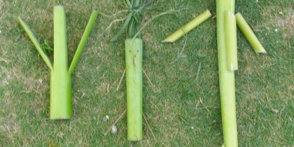 Oplok-oplok dari pelepah daun pisang 3