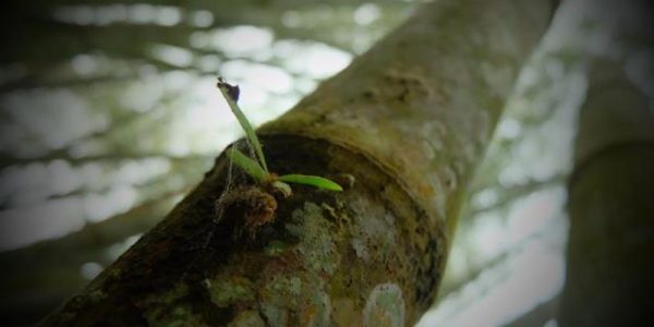 Pameran Piturur Bambu Borobudur 2022 12