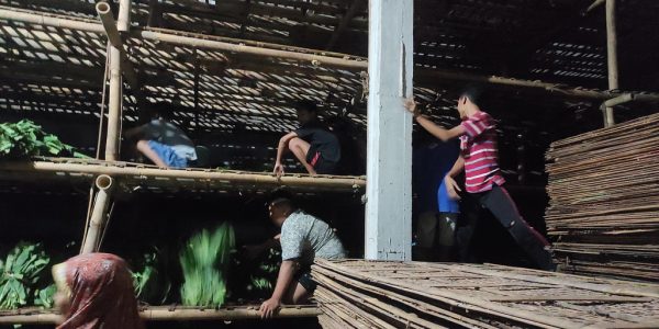 Pengetahuan tradisional - Ngabul Tembakau - Desa Tuksongo 22