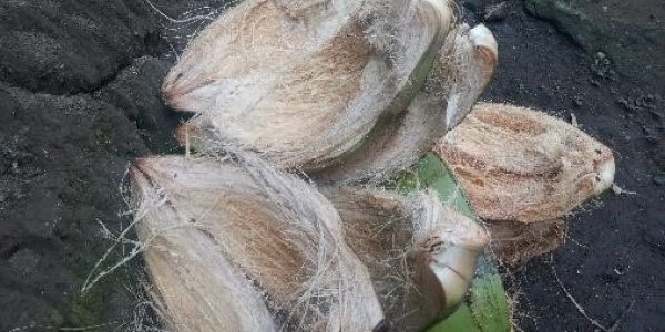 Pengetahuan tradisional dan Potensi alam - Kambil - Desa Kembanglimus 01