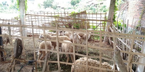 Kandang kambing/domba