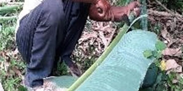 Pengetahuan-tradisional-potensi-ekonomi-dan-potensi-alam-Godong-gedang- pencari daun pisang-Desa-Kembanglimus-03