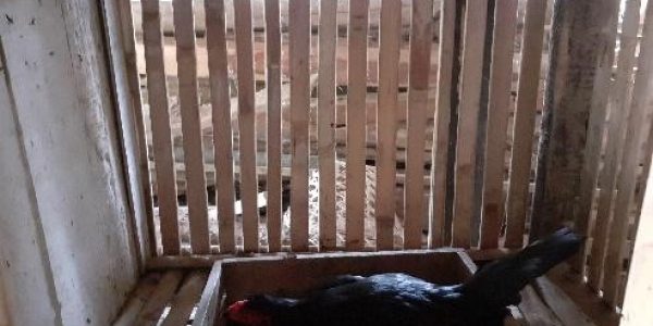 Potensi-alam-dan-potensi-ekonomi-budidaya-ayam-kampung-Desa-Kembanglimus-08