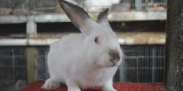 Potensi ekonomi dan pengetahuan tradisonal - Ternak kelinci- desa Bumiharjo 5