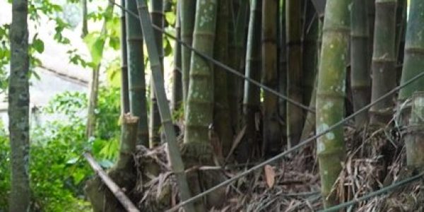 Proses pengambilan bambu di desa Wanurejo - Sangga Bebarengan - Pitutur 2022_11